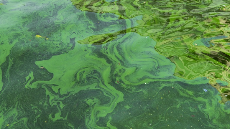 algae on lake