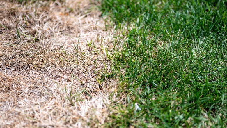 fertilizer burn on lawn