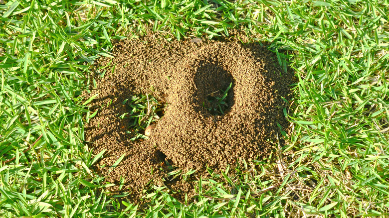 Ant hill in the lawn