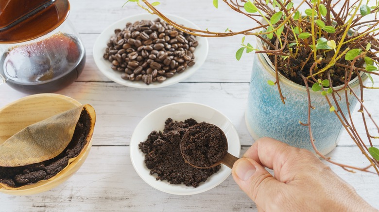 Coffee grounds in a bowl 