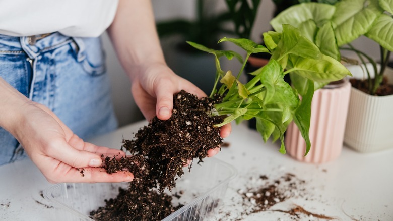 plant with root rot