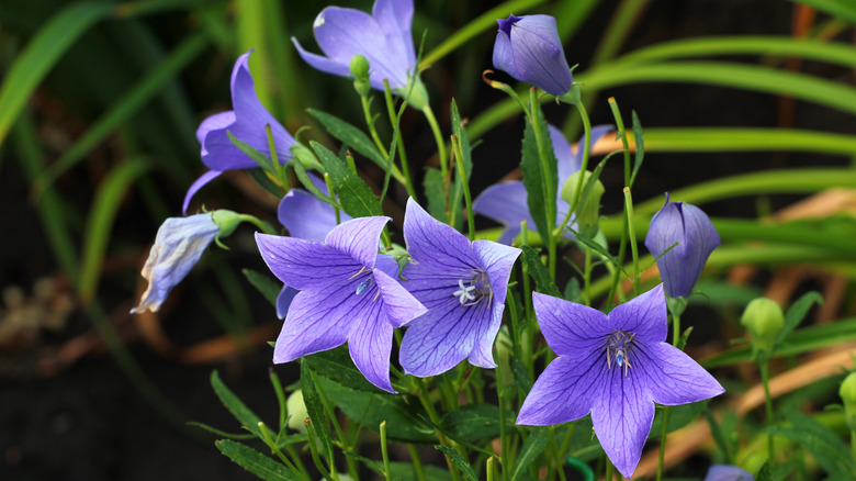 Balloon flower in blue bloom