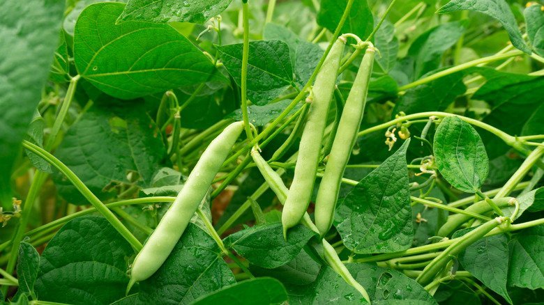 Bean plant ready to harvest