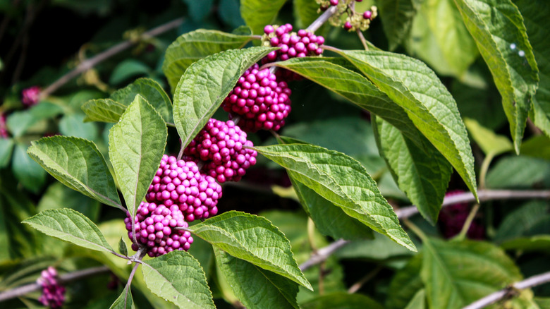 Beautyberry bush with purple berries