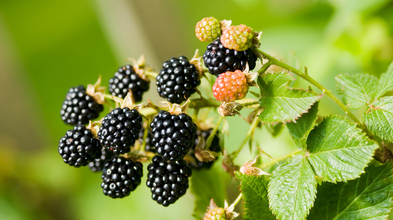 Blackberry bush with ripe berries