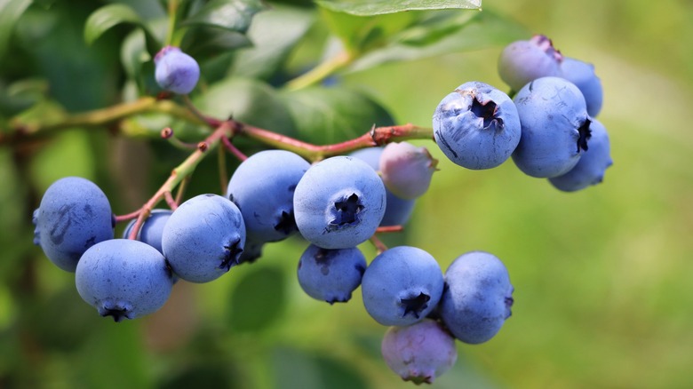 Blueberry bush with berries