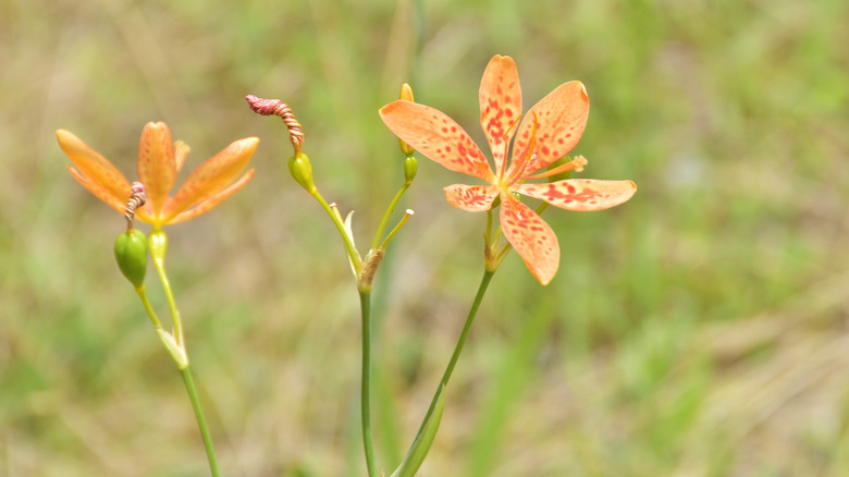 Candy lily orange spotted flower