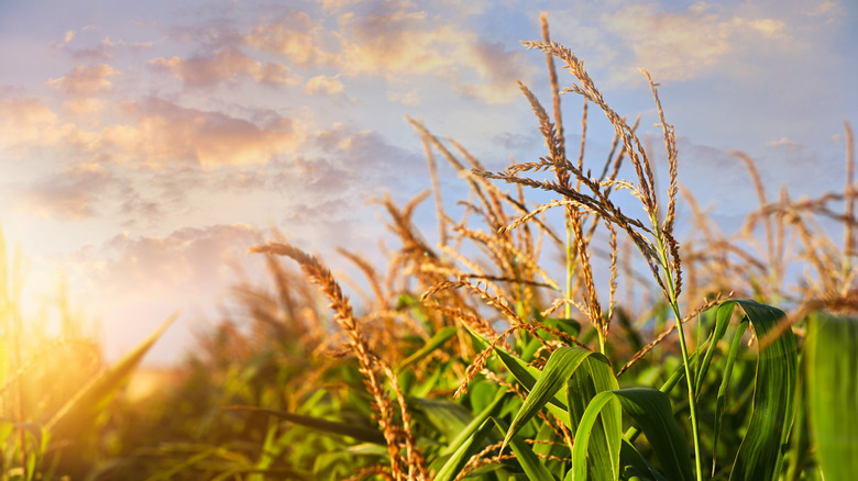 Corn field at sunset