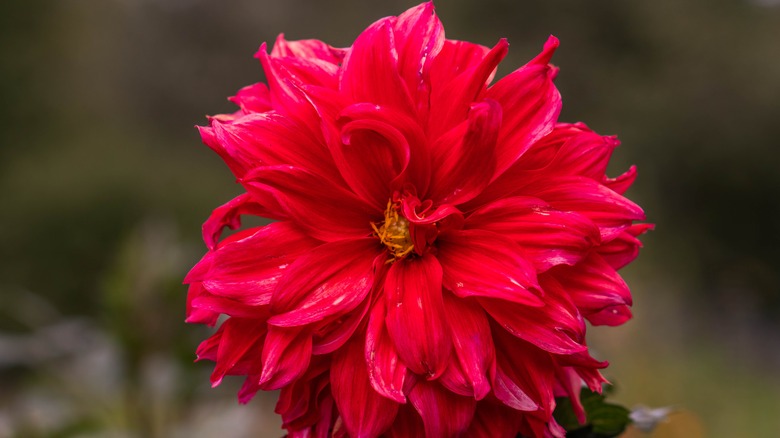 Red dahlia flower in full bloom