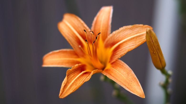 Daylily flower orange blooming