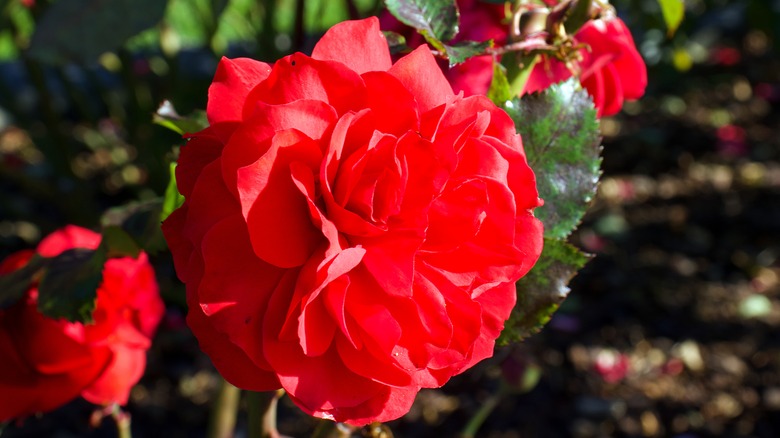 Red floribunda rose in bloom