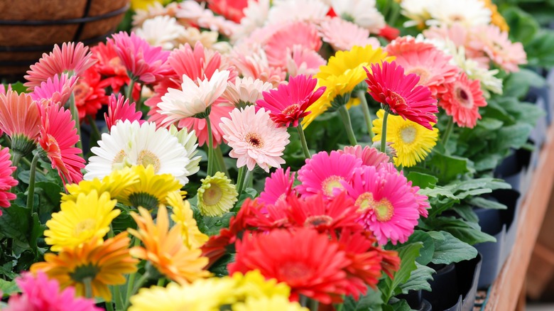 Many different colored gerbera daisies