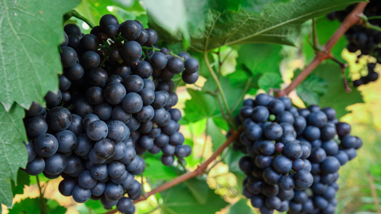 Purple grapes on the vine