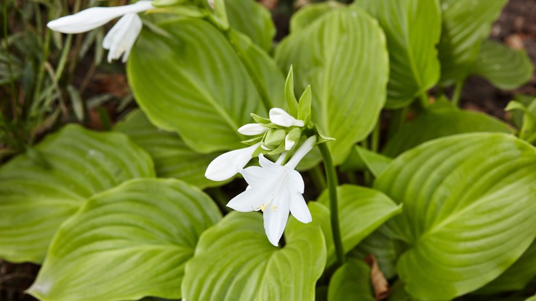 Hosta with white blooming flower