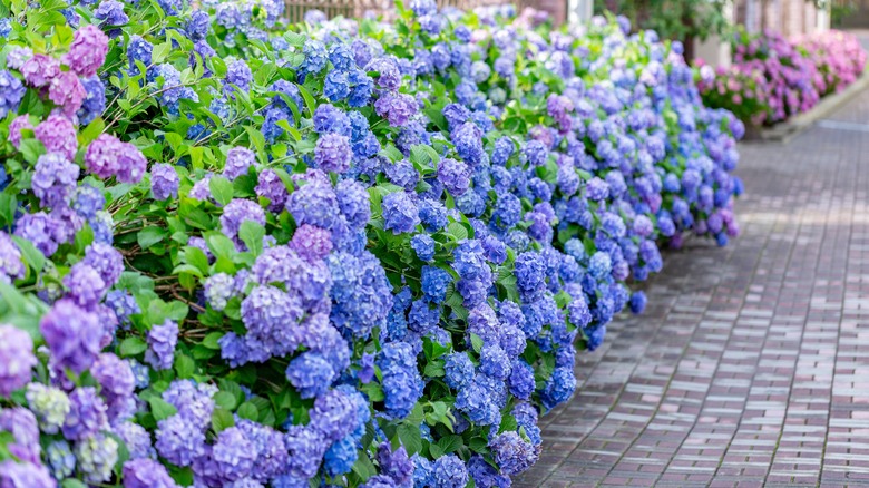 Hydrangea bushes near walkway