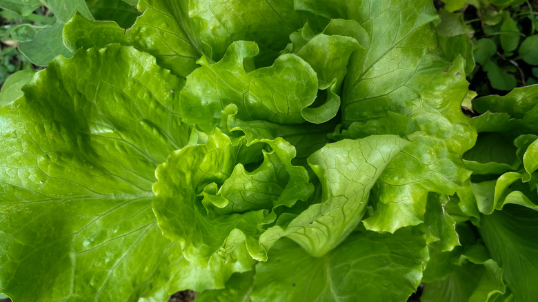 Lettuce with large green leaves