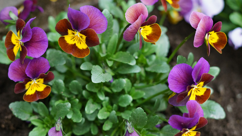 Purple brown and yellow pansies