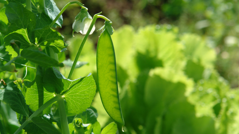 Peas growing on green plant