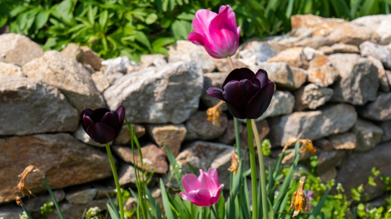 Pink and black tulip flowers