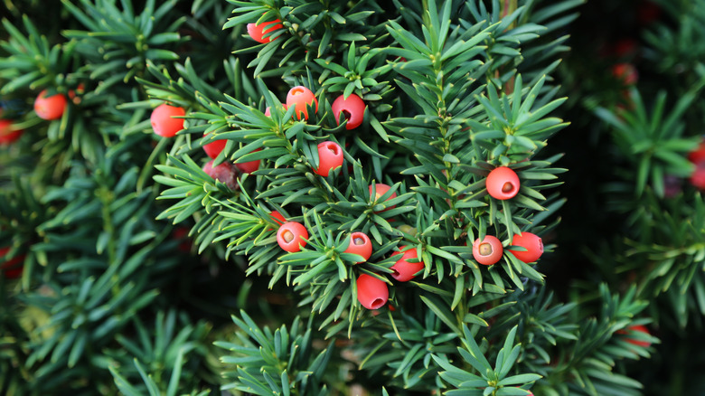 Yew tree with red berries