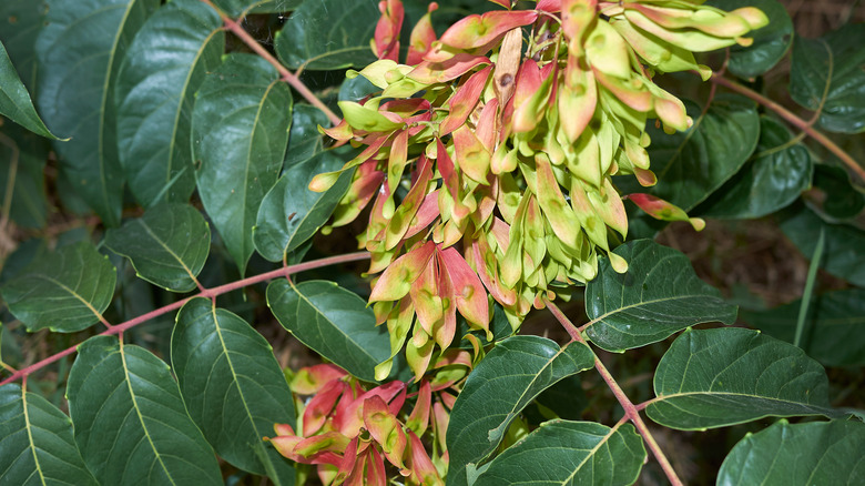 Yellow and pink seed pods