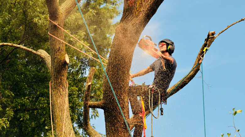 Professional arborist in tree with chainsaw