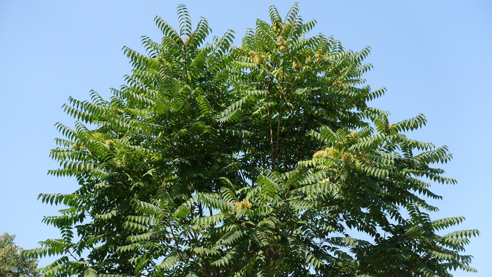 think-twice-about-planting-a-tree-of-heaven-anywhere-near-your-home