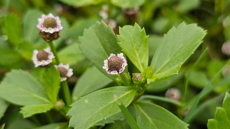 flowering frogfruit