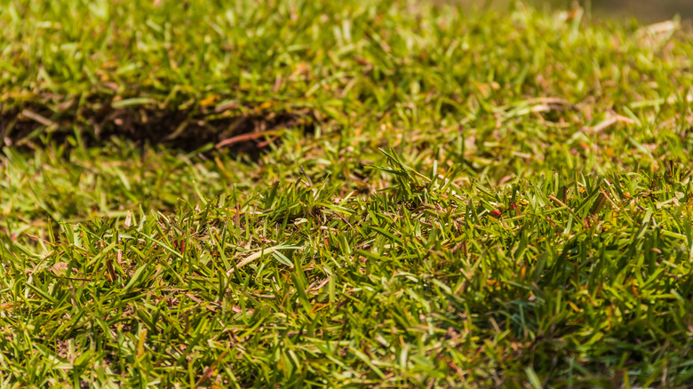 centipede grass close up