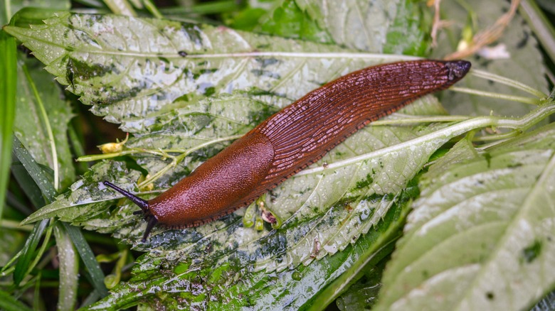 brown slug on leaves