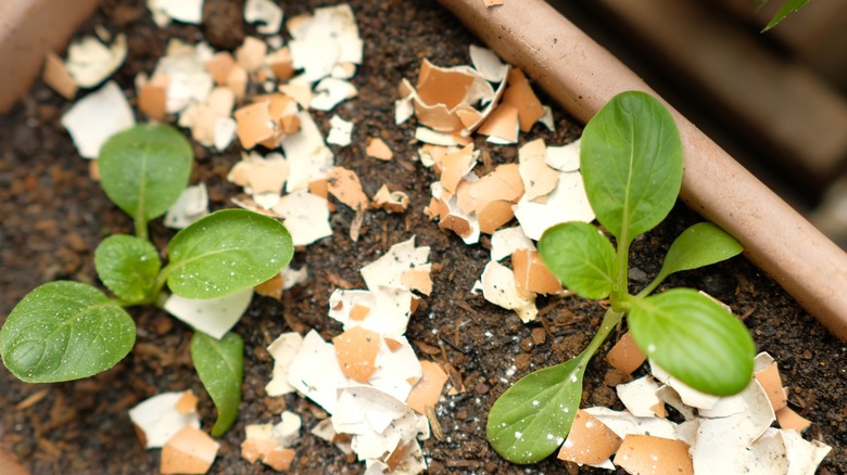 eggshell pieces in garden