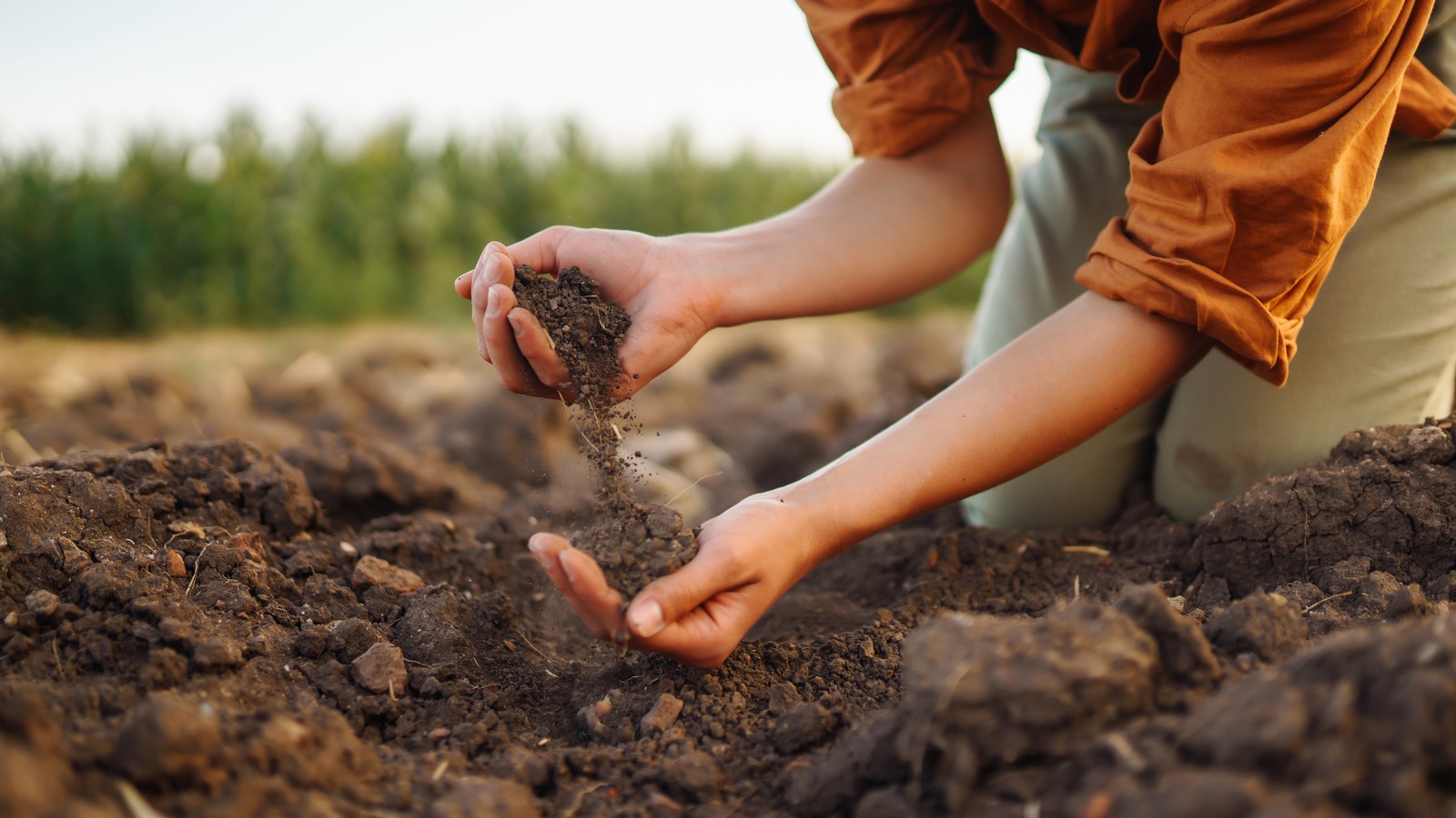 Think Twice About Using Your Own Soil For Raised Garden Beds