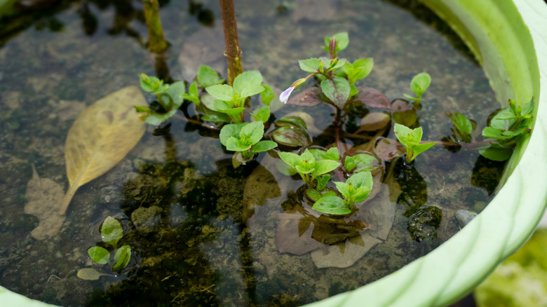 High water level in pot