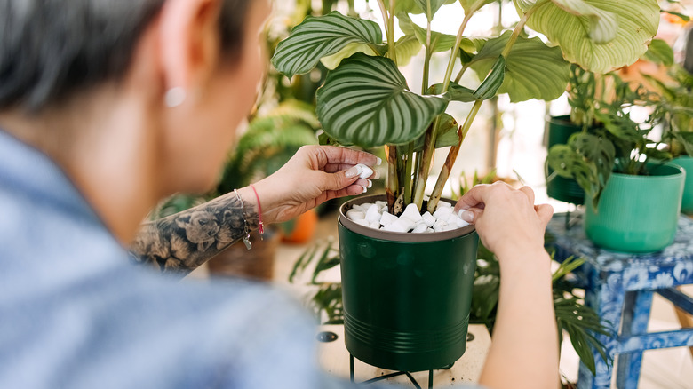 Person adding rocks to plant pot