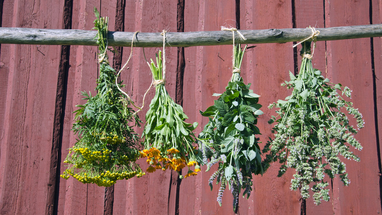 herbs drying on branch outside