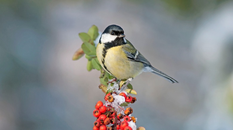 bird perched firethorn bush branch