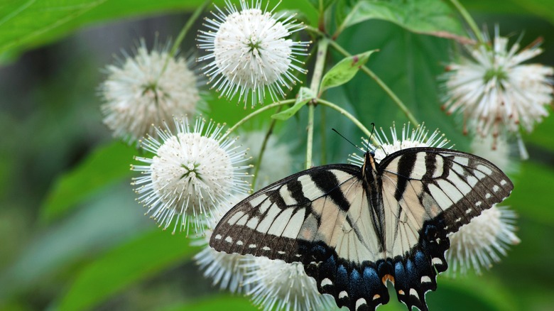 buttonbush with butterfly
