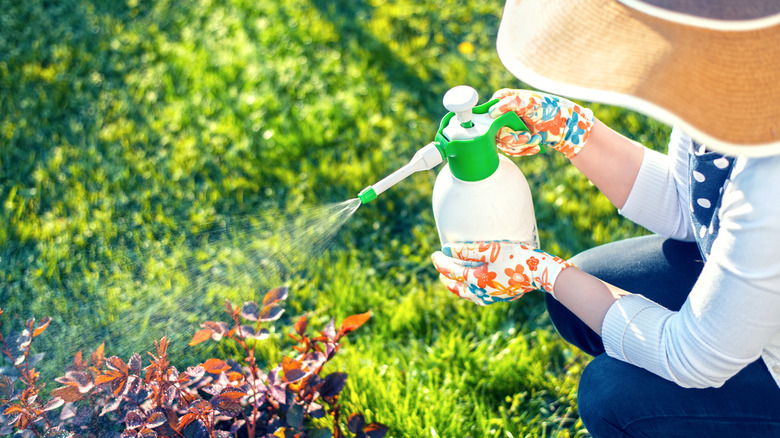 Woman uses pesticides in garden