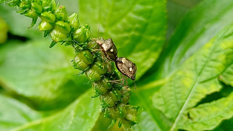 Stink bugs climb on green plant