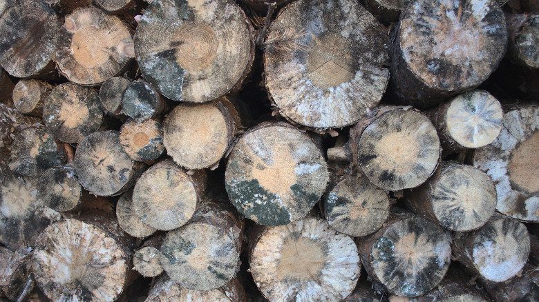 Chopped logs of moldy firewood