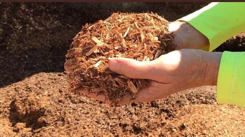 someone holding cypress mulch