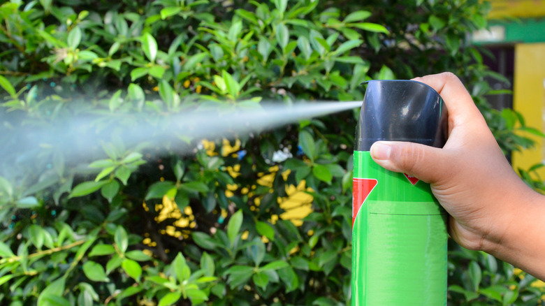 Hand spraying insecticide on bush