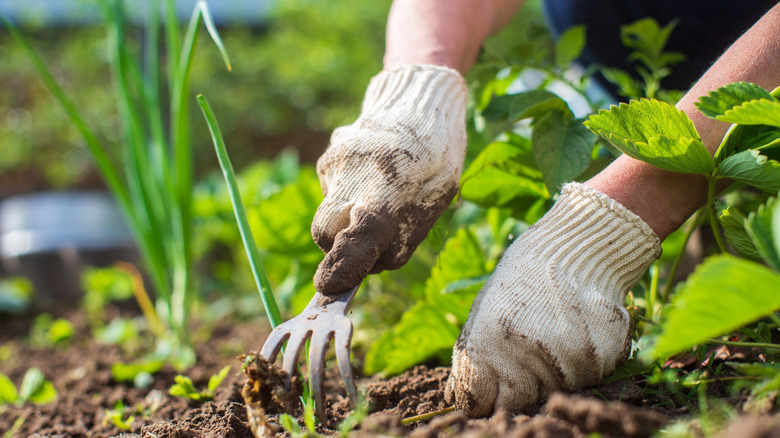 A person digs into soil with a handheld rake to weed