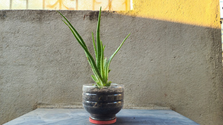 aloe vera in plant pot