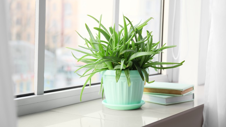 aloe vera on windowsill