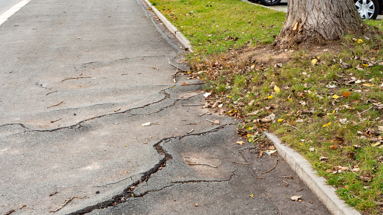 Tree roots cracking asphalt