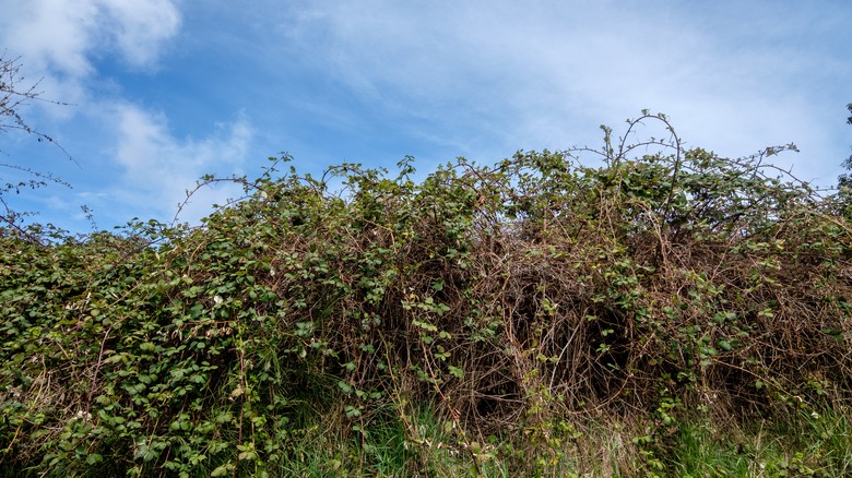 Large stand of Himalayan blackberry