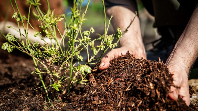 Man spreading bark dust around young blueberry plant