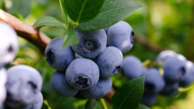 Blueberries growing on branch of blueberry bush outside