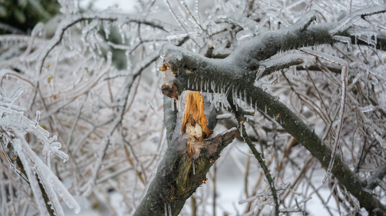 broken branch from ice storm